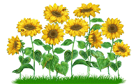 Girasol-12.gif