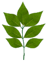 Hoja-09.gif