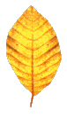 Hoja-11.gif