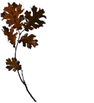 Hoja-15.gif