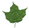 Hoja-16.gif
