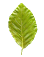 Hoja-17.gif
