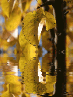 Lago-06.gif