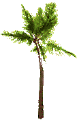 Palmera-04.gif