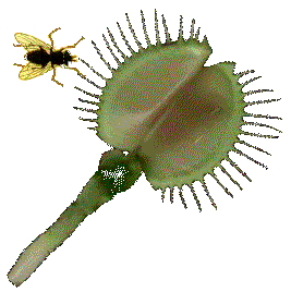 Planta-carnivora-12.gif