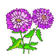Planta-08.gif