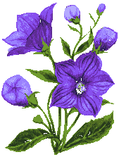 Planta-13.gif