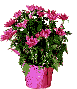 Planta-21.gif