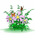 Planta-22.gif