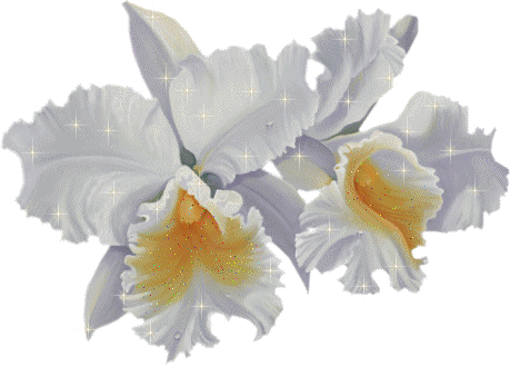 Planta-24.gif