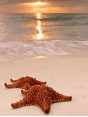 Playa-07.gif