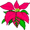 nadalas-04.gif