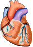 Corazon-01.gif