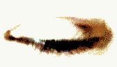 Ojos-33.gif
