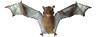 Murcielago-15.gif